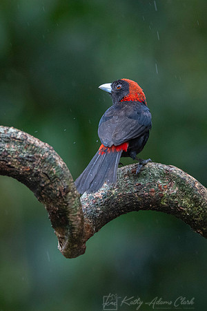 Crimson-collared tanager KAC1146