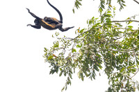 Black-mantled howler monkey KAC0635