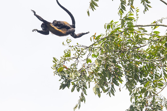 Black-mantled howler monkey KAC0635