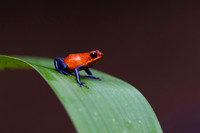 Blue-jeans treefrog KAC0725