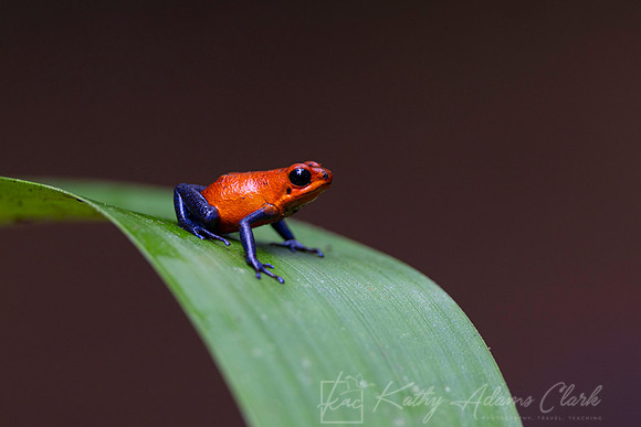 Blue-jeans treefrog KAC0725