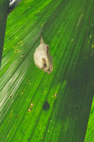Ghost Bat KAC0673