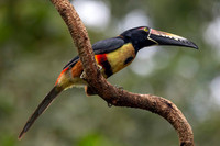 Collared Aracari KAC0773
