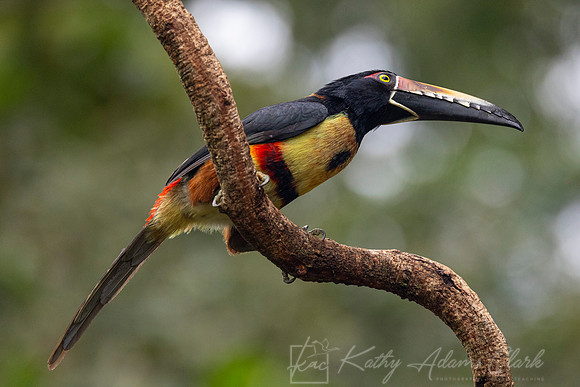 Collared Aracari KAC0773