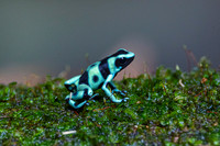 Green-and-black treefrog KAC0693