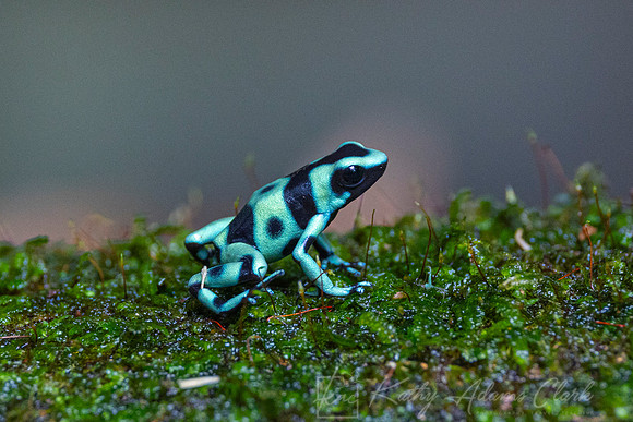 Green-and-black treefrog KAC0693