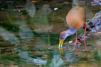 Gray-necked wood-rail KAC9714