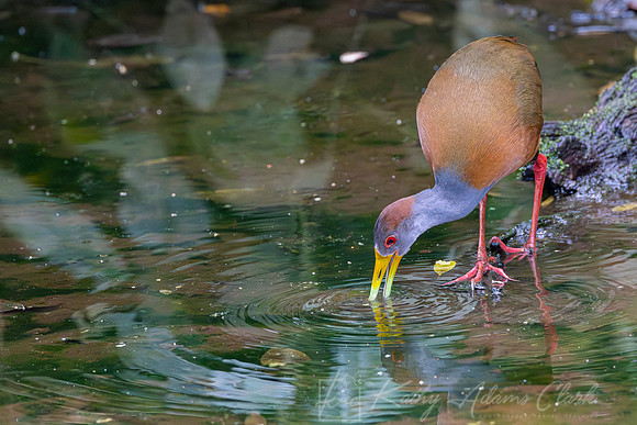 Gray-necked wood-rail KAC9714