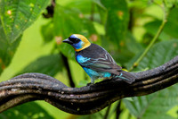 Golden-hooded tanager KAC0782
