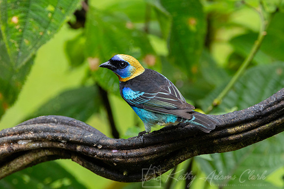 Golden-hooded tanager KAC0782