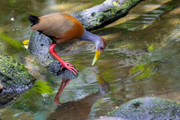 Gray-necked wood-rail KAC9679