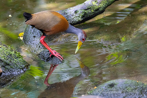 Gray-necked wood-rail KAC9679
