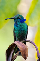 Lesser violetear KAC1125