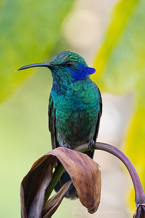 Lesser violetear KAC1125