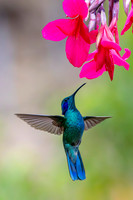Lesser violetear KAC1330