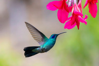 Lesser violetear KAC1373