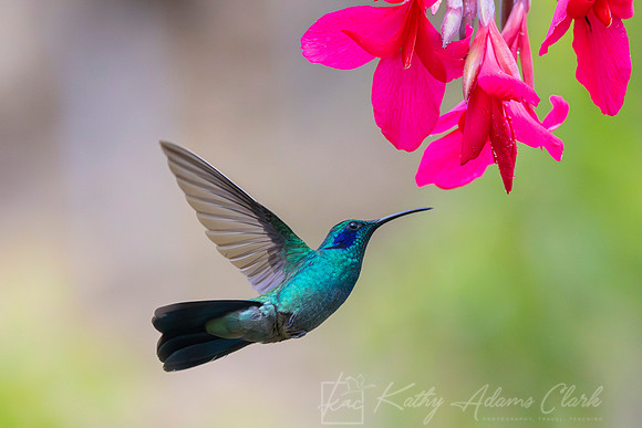 Lesser violetear KAC1373