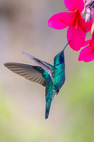 Lesser violetear KAC1393