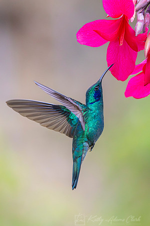 Lesser violetear KAC1393