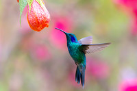 Lesser violetear KAC1426