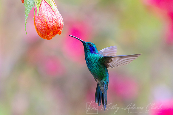Lesser violetear KAC1426