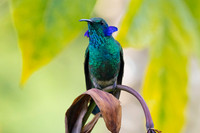 Lesser violetear KAC1128