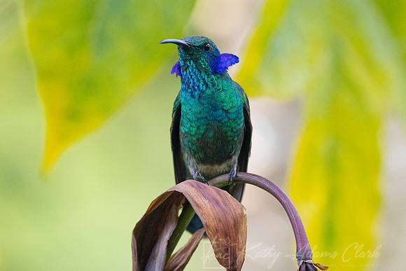 Lesser violetear KAC1128