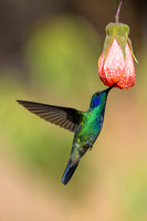 Lesser violetear KAC1456