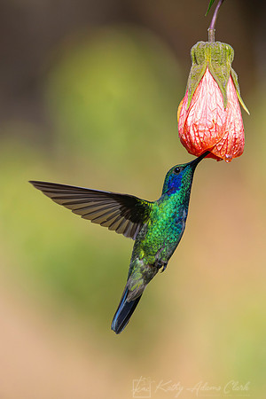 Lesser violetear KAC1456