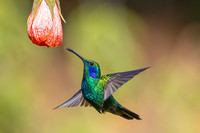 Lesser violetear KAC1476