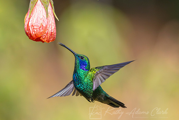 Lesser violetear KAC1476