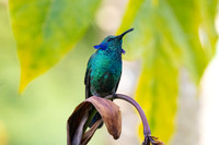 Lesser violetear KAC1126