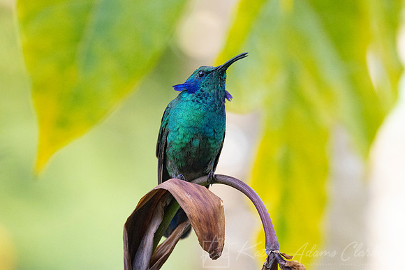 Lesser violetear KAC1126