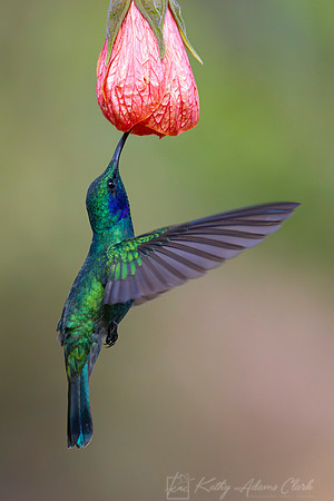 Lesser violetear KAC1497