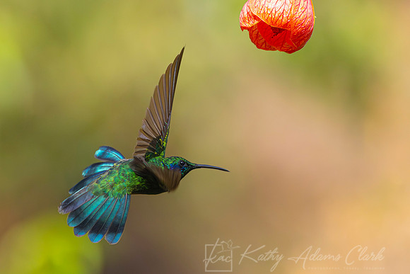 Lesser violetear KAC1503