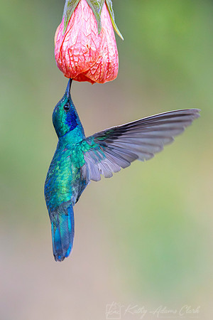Lesser violetear KAC1496