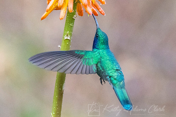 Lesser violetear KAC9550