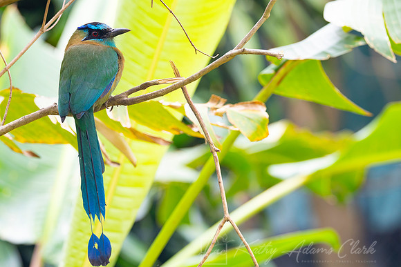 Lesson's motmot KAC0899