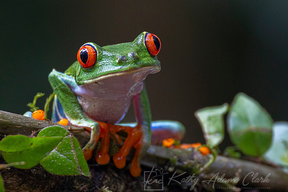 Red-eyed treefrog KAC0676