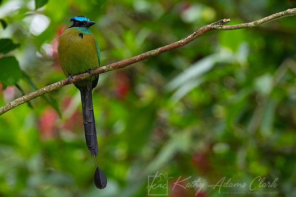 Lesson's motmot KAC0906