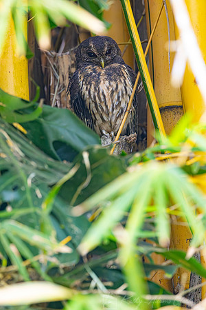 Mottled owl KAC0883