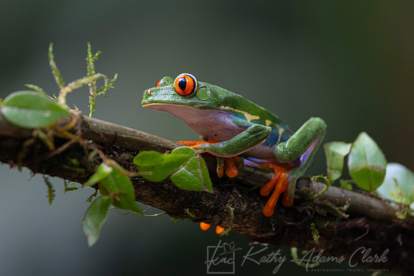 Red-eyed treefrog KAC0683