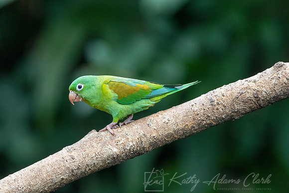 Orange-chinned parakeet KAC0592