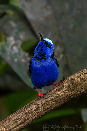 Red-legged honeycreeper KAC0608