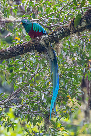 Resplendent quetzal KAC9304
