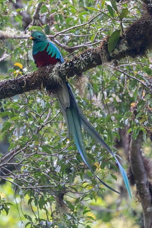 Resplendent quetzal KAC9313