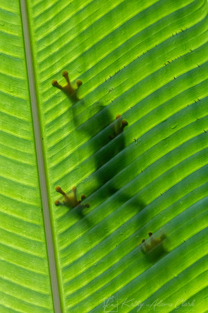Red-eyed treefrog KAC9655