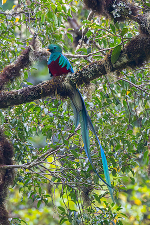 Resplendent quetzal KAC9358