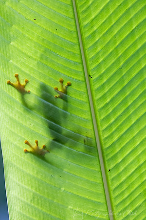 Red-eyed treefrog KAC9657