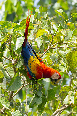 scarlet macaw KAC0818